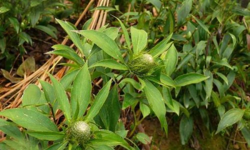 平菇黄豆芽汤的功效网—知名的黄豆芽平菇可以一起煮汤吗网站,分享平菇黄豆芽汤的功效与禁忌知识
