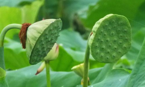 平菇黄豆芽汤的功效和作用-平菇黄豆芽汤的功效网—知名的黄豆芽平菇可以一起煮汤吗网站,分享平菇黄豆芽汤的功效与禁忌知识